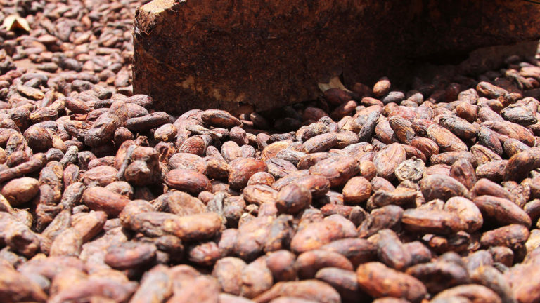 «Cacao la Experiencia»: un recorrido sensorial que debes conocer