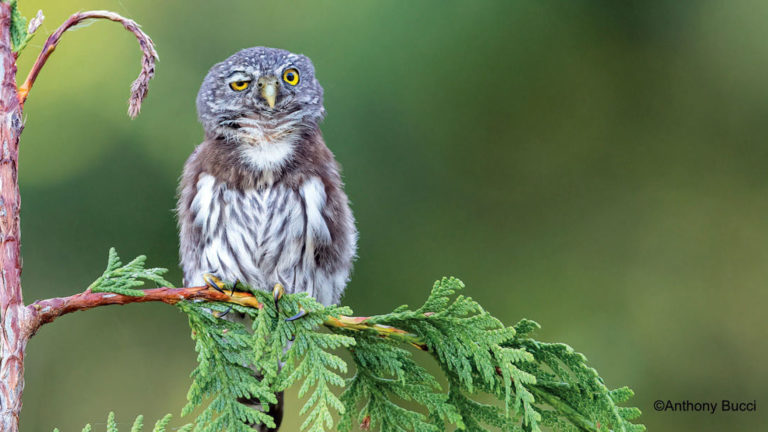 ¿Cuál te gusta más? El concurso de la foto animal «más graciosa» del año muestra sus finalistas