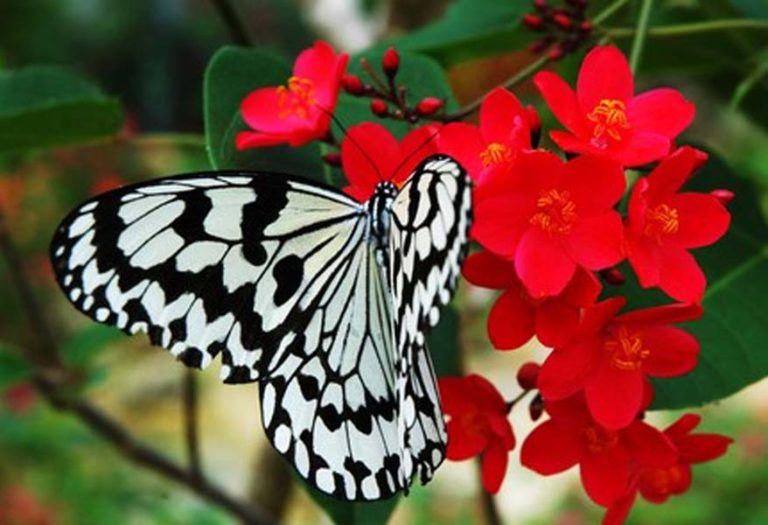 Las mariposas rojas de Chopard que necesitas en tu joyero