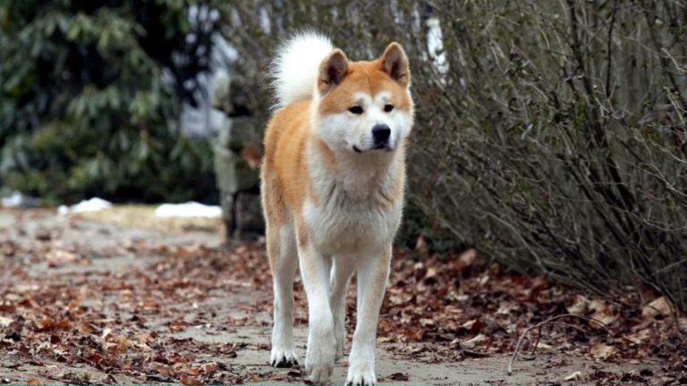 ¡Feliz día del perro! 10 películas hermosas para que celebres hoy con tu peludo