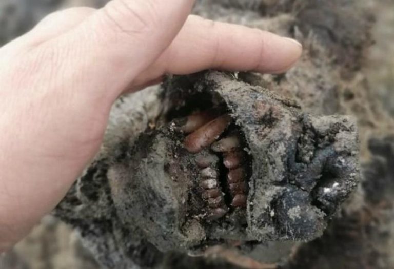 En imágenes: El oso de 39.500 años que apareció en Rusia y lo que su cuerpo significa