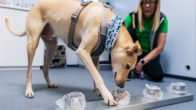 ¿Perros anti Covid? El aeropuerto de Helsinki usa perros para detectar pasajeros infectados