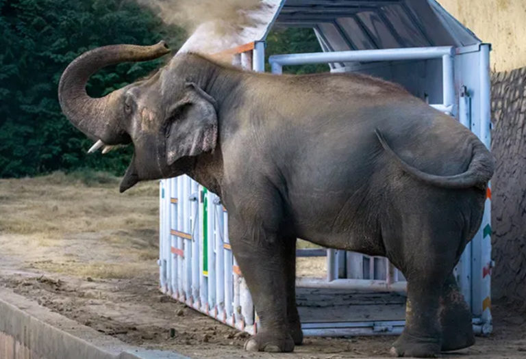 Cher salva al “elefante más triste del mundo” y lo lleva a un refugio en Camboya