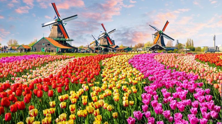EN FOTOS: ¡7 millones de tulipanes! La magia del parque floral Keukenhof en Países Bajos
