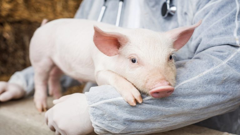 ¡Riñón de CERDO a HUMANO! La historia de la mujer con el trasplante más raro del mundo