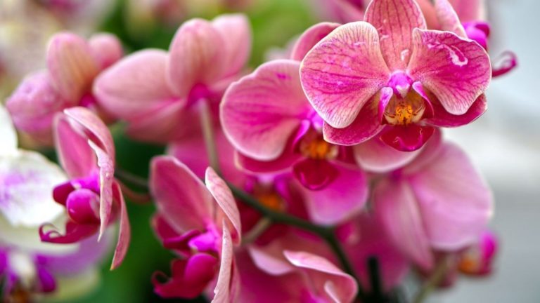 ¡Celebramos el Día de las Orquídeas! 5 increíbles datos curiosos de esta flor