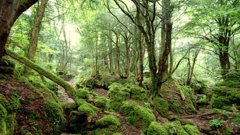 ¡Conoce los 5 bosques más mágicos del mundo!