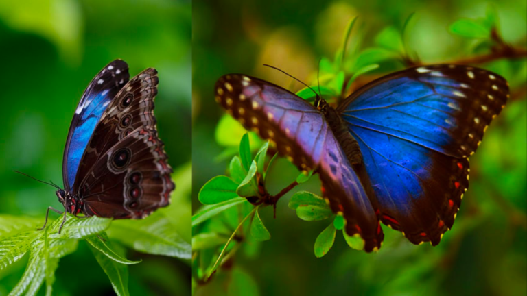 Morpho, la espectacular mariposa azul que ahora representa a nuestro país