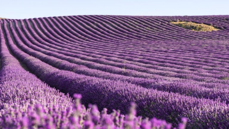 Conoce los 5 campos de lavanda más bellos del mundo