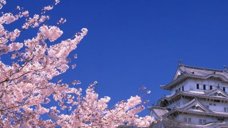 ¿Sabes qué es el Hanami? Te contamos TODO sobre esta hermosa y esperada festividad japonesa