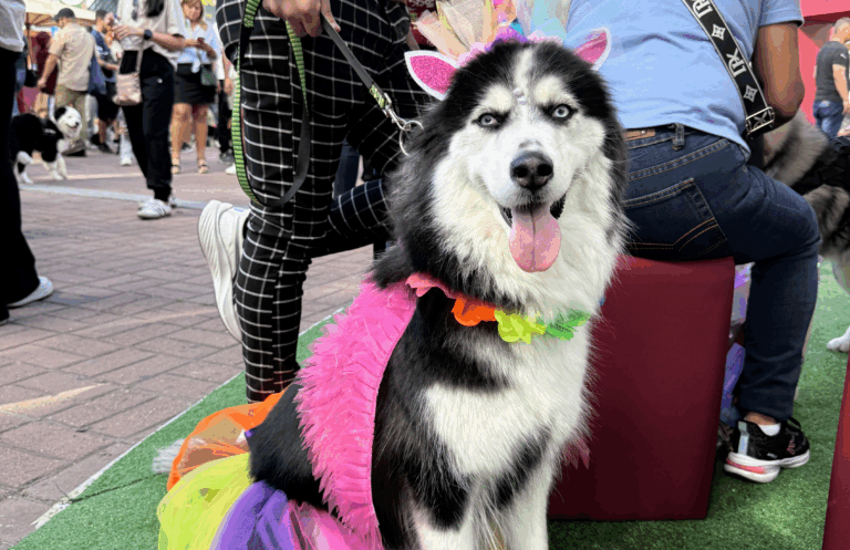 Más de 900 peluditos se reunieron para celebrar el calendario Dogourmet 2026
