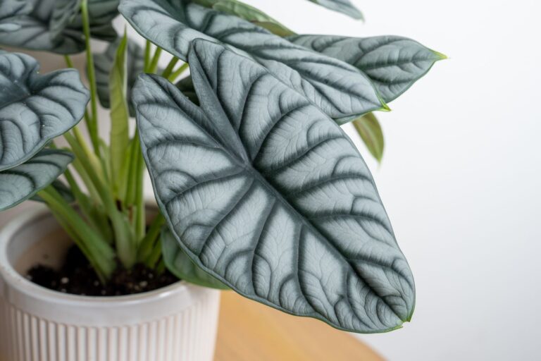 Las plantas «statement» que transformarán tu sala esta temporada